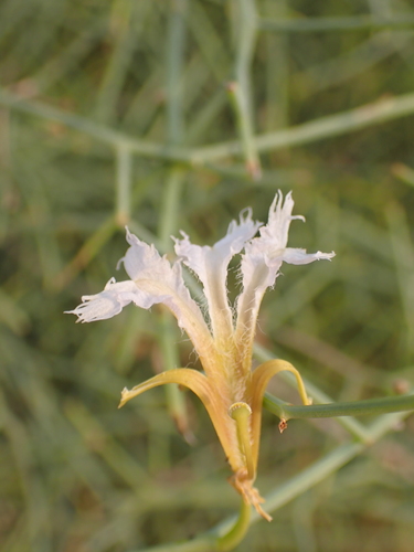 Tangled Leschenaultia (Leschenaultia divaricata)