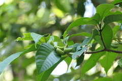 Tabernaemontana alternifolia, photograph (c) Dinesh Valke, some rights reserved (CC BY-SA)