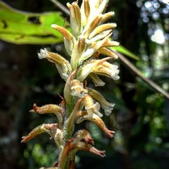 Microchilus