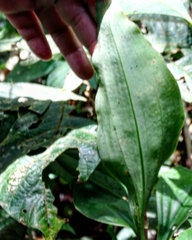 Microchilus
