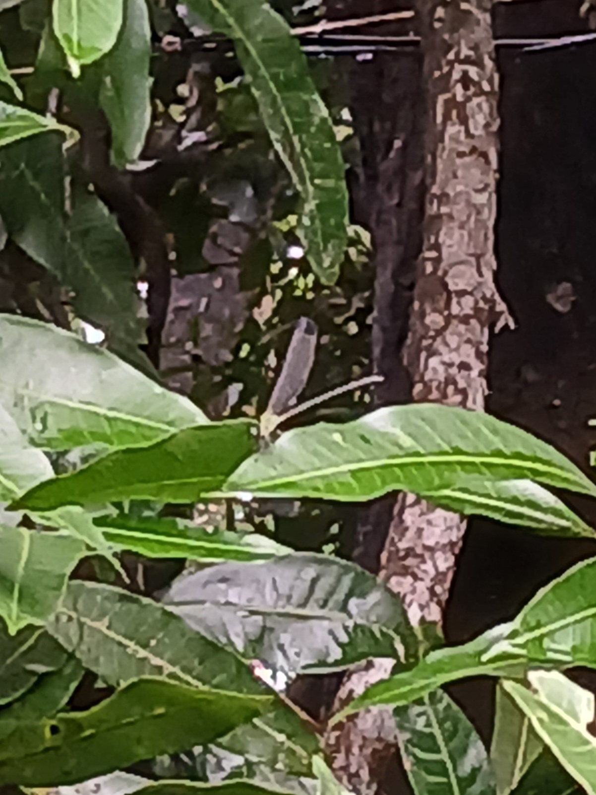 Black-Tip Flashwing