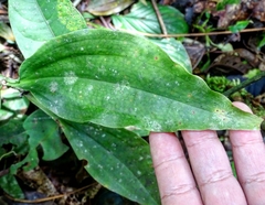 Microchilus