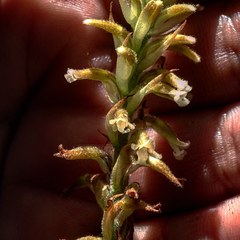 Microchilus