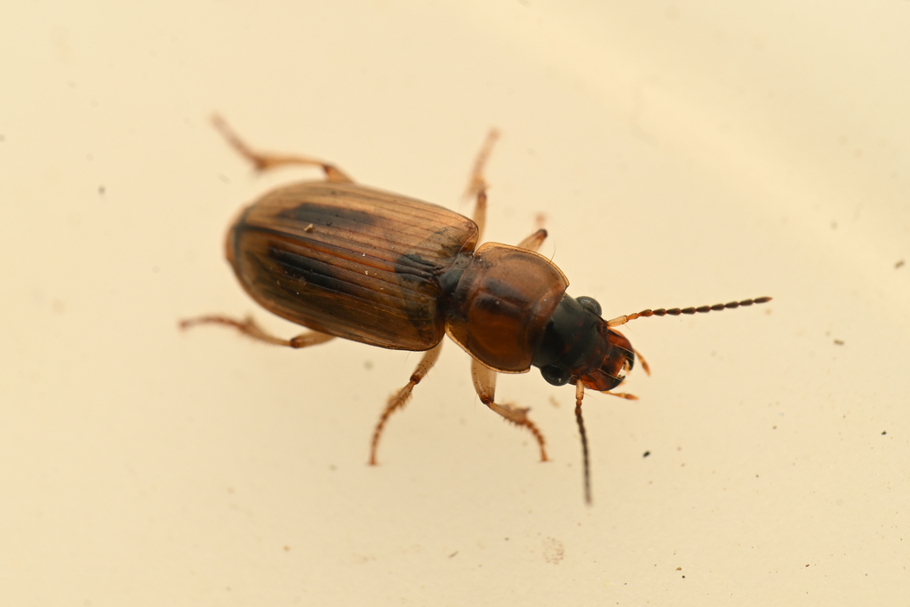 Stenolophus rugicollis