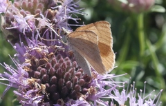 Sericosema immaculata