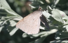 Sericosema immaculata