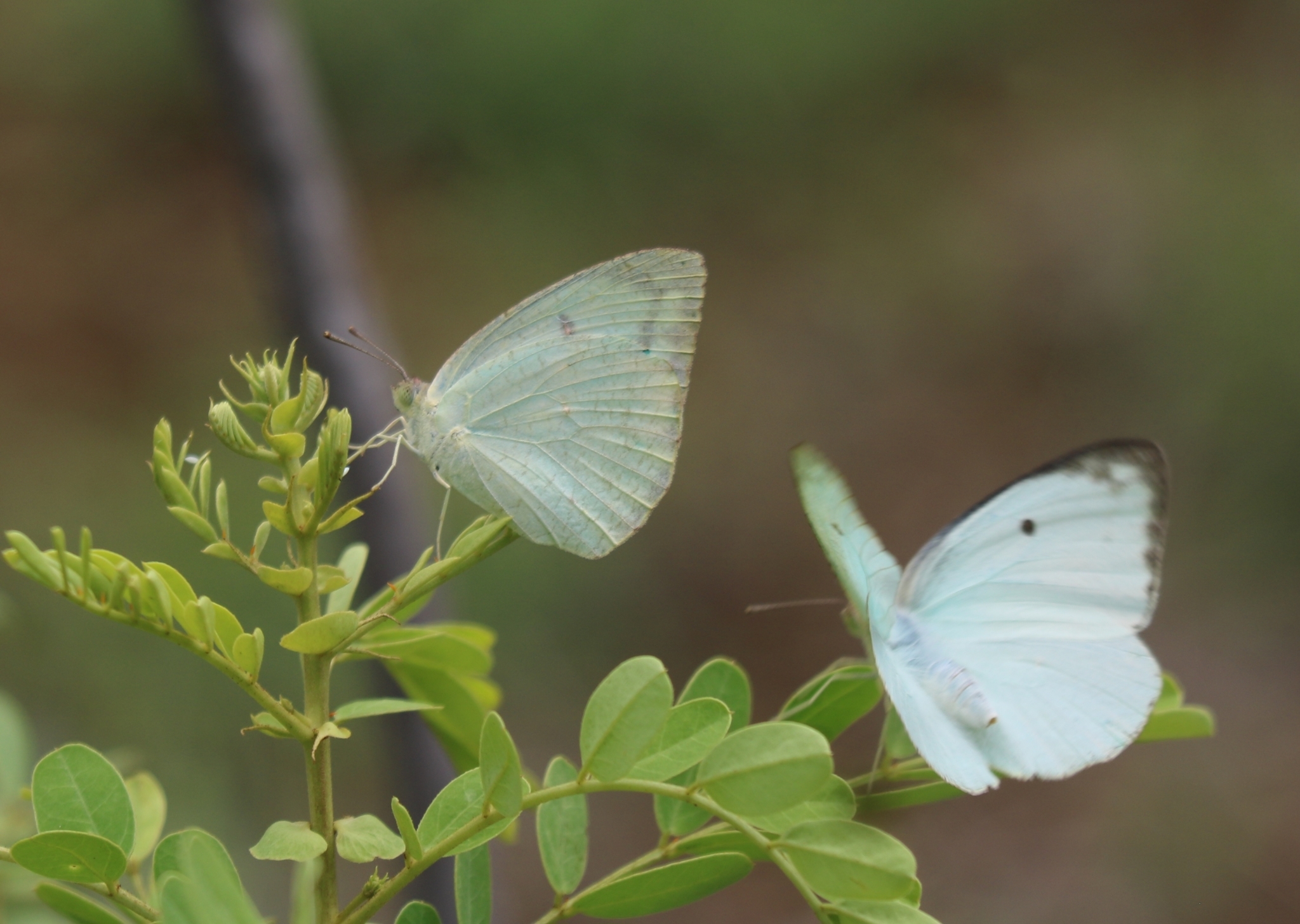 Mottled Emigrant