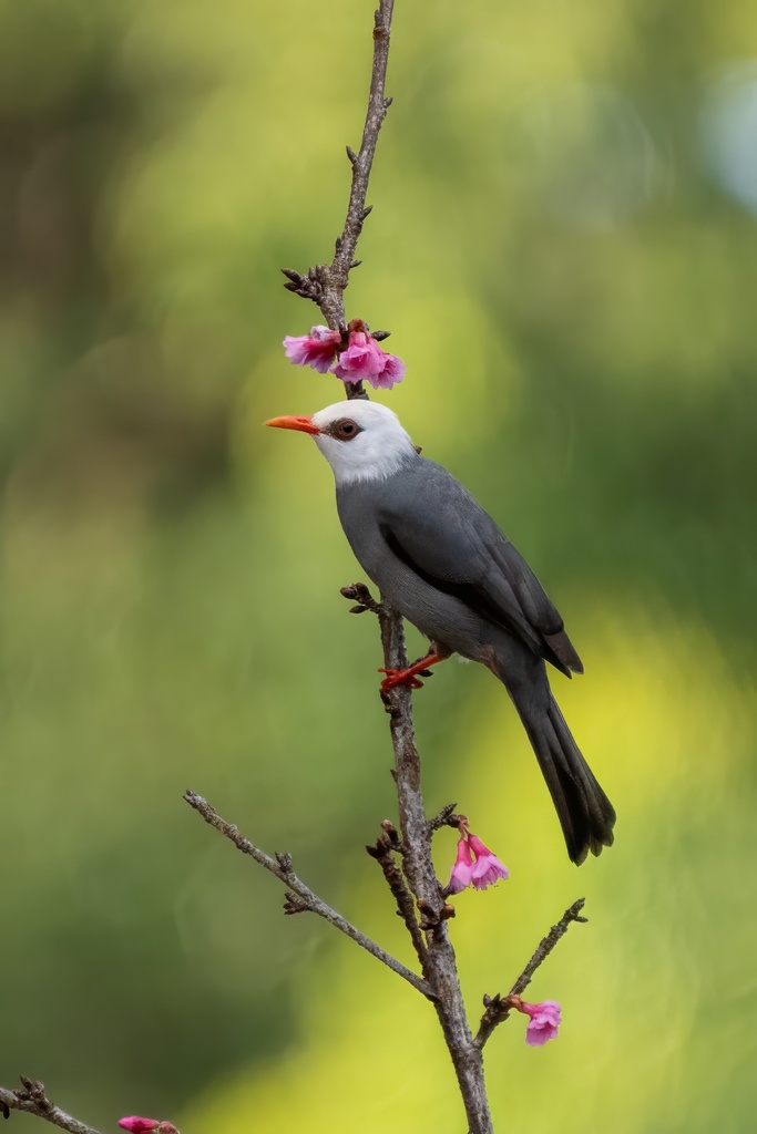 White-headed Bulbul