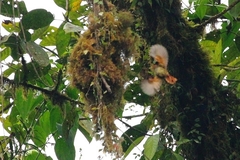 Cranioleuca erythrops