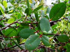 Sonneratia caseolaris