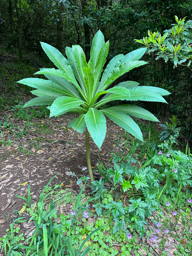 Musschia wollastonii