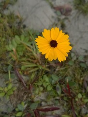 Coreopsis gladiata