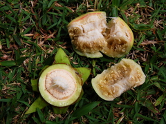 Sonneratia caseolaris