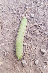 Smerinthinae