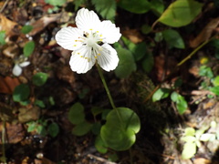 Parnassia asarifolia