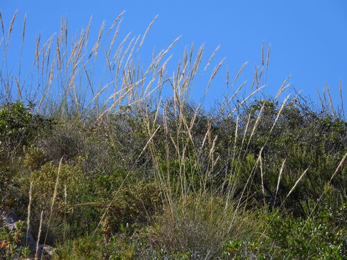 Macrochloa tenacissima, photograph 3
