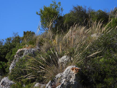 Macrochloa tenacissima, photograph 4