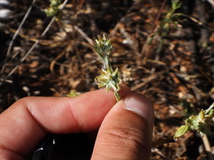 Filago pyramidata, photograph Duarte Frade, CC BY, iNaturalist via GBIF