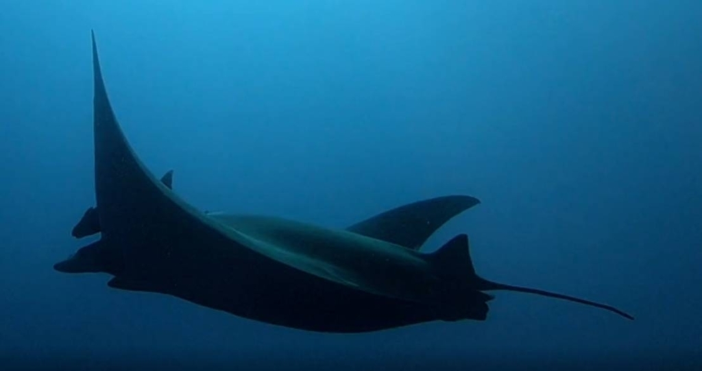 Silhouette of a sicklefin devil ray in blue water