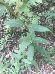 Silphium asteriscus latifolium