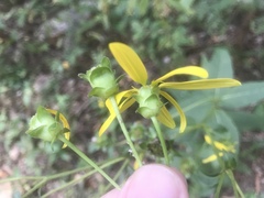 Silphium asteriscus latifolium