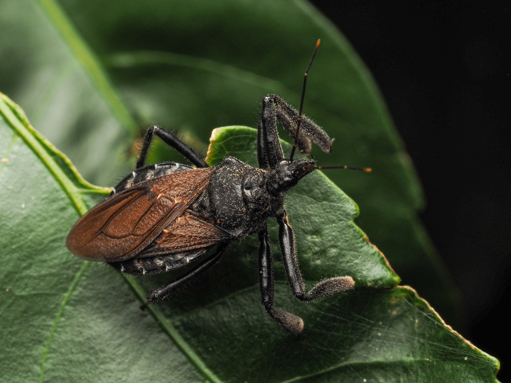 Apiomerus subpiceus