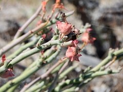 Euphorbia lomelii