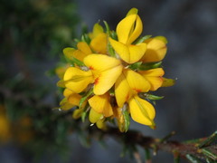 Phyllota phylicoides