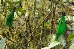 Chlorochrysa phoenicotis