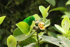 Chlorochrysa phoenicotis