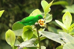Chlorochrysa phoenicotis