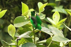 Chlorochrysa phoenicotis