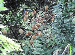 Caesalpinia vernalis