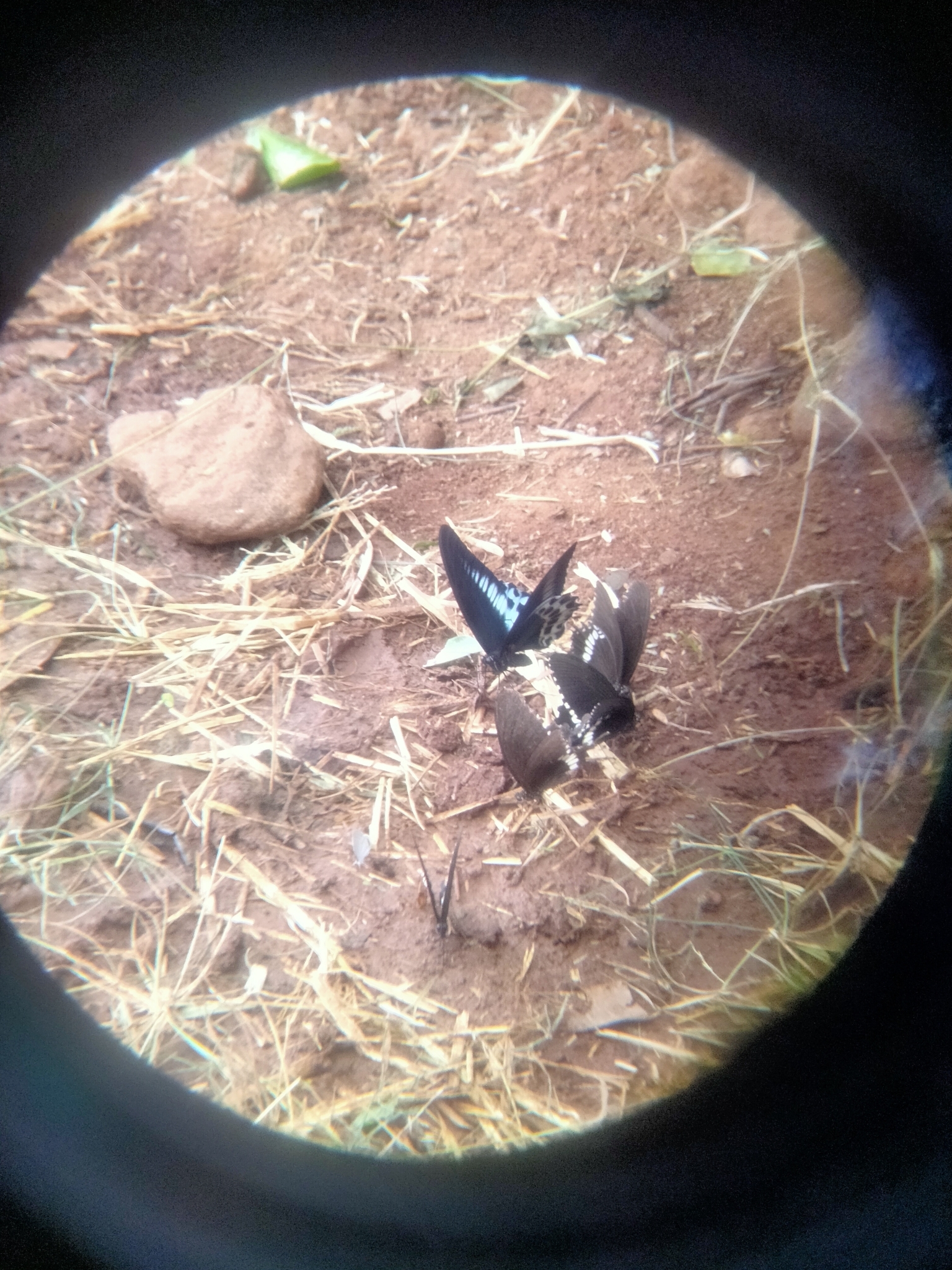 Common Banded Peacock
