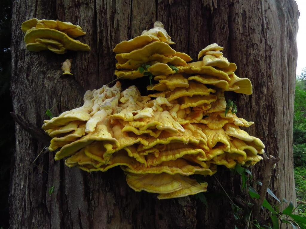 Laetiporus gilbertsonii