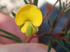 Gompholobium latifolium