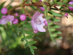 Boronia pinnata