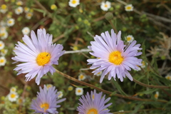 Xylorhiza