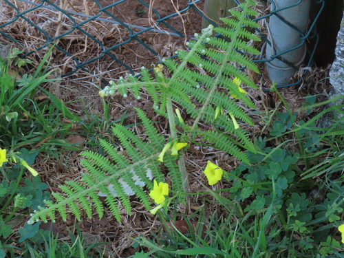 Pteridium aquilinum image