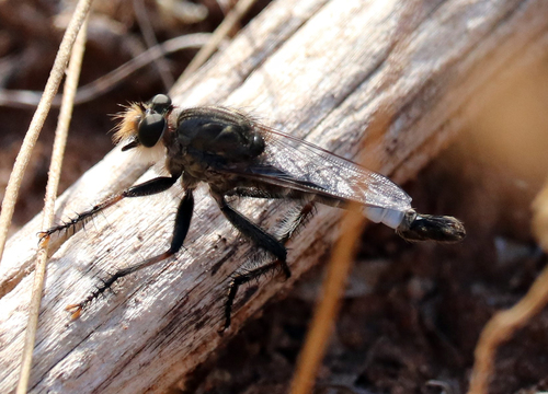 Yellow-bearded Hammertail photo 3