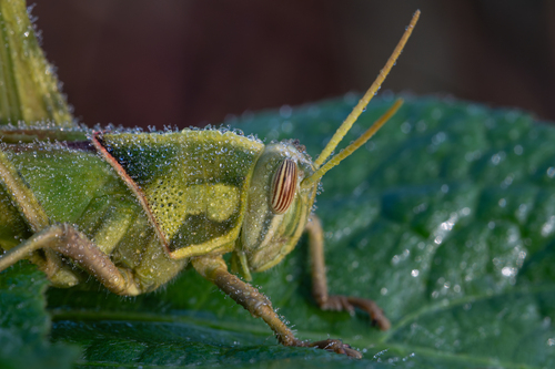 Brown‐spotted Locust