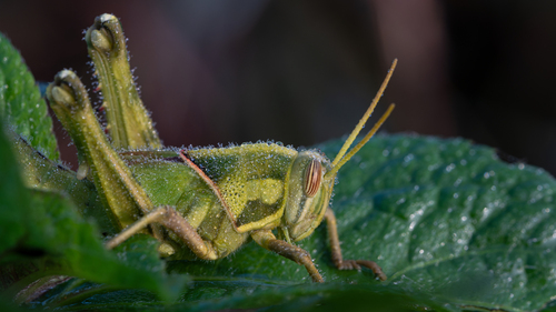 Brown‐spotted Locust