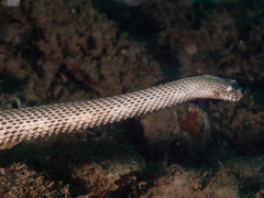 Spiny-Headed Seasnake photo 2