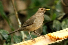 Turdus maculirostris