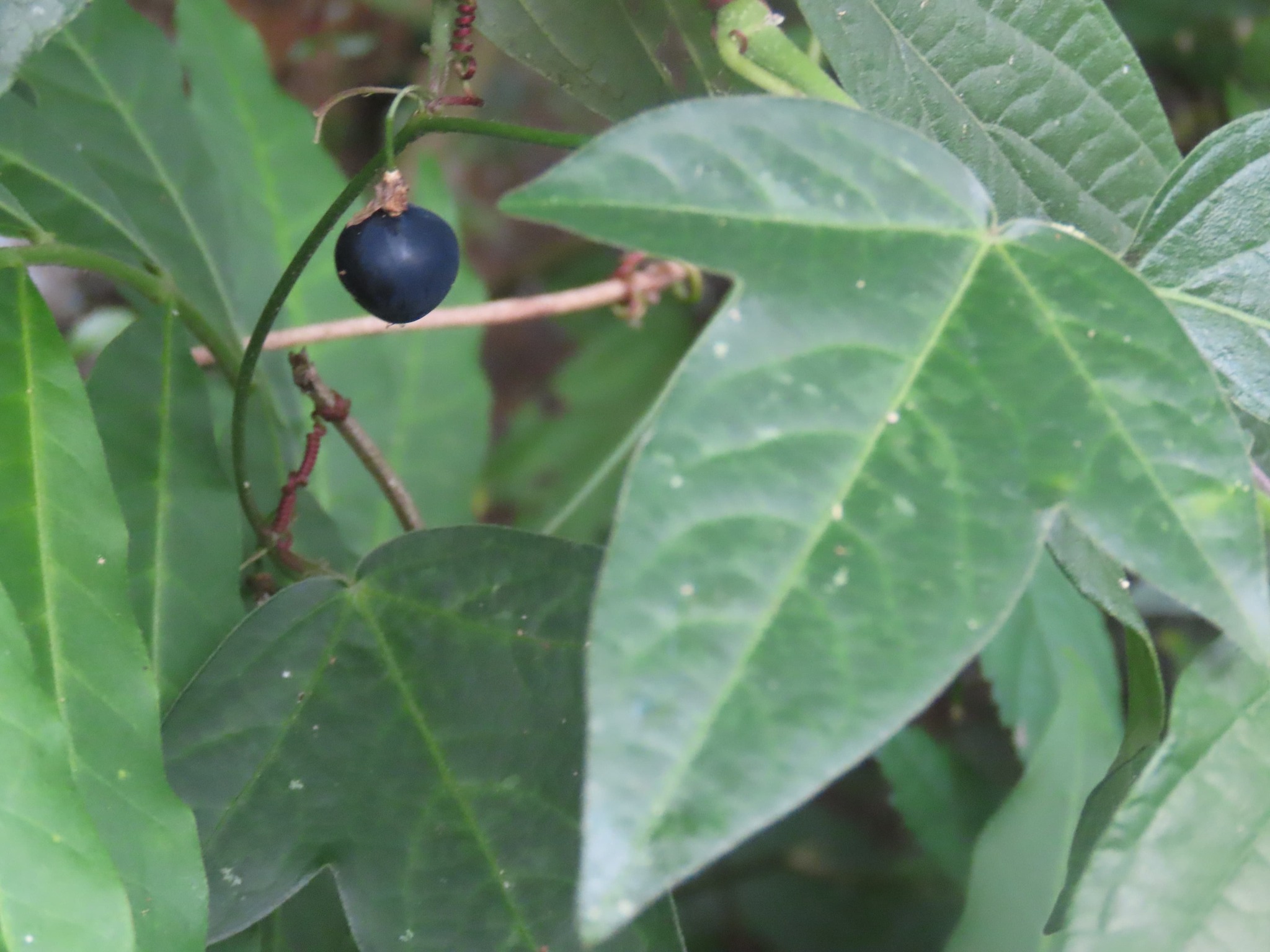 Passiflora suberosa