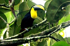 Ramphastos brevis