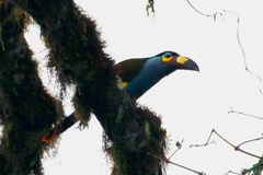 Andigena laminirostris