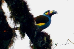 Andigena laminirostris