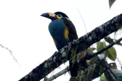 Andigena laminirostris