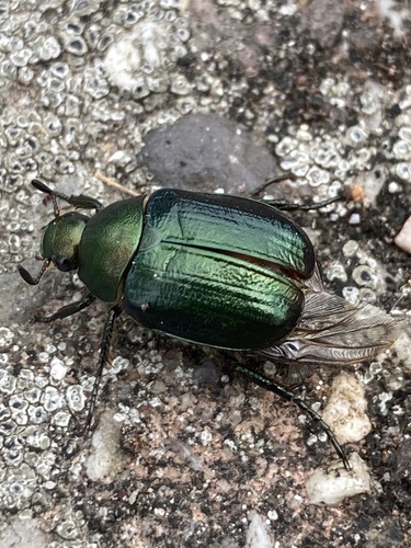 Dune Chafer, Zetstee, Annen, Drenthe, NL, photo 4 of 10